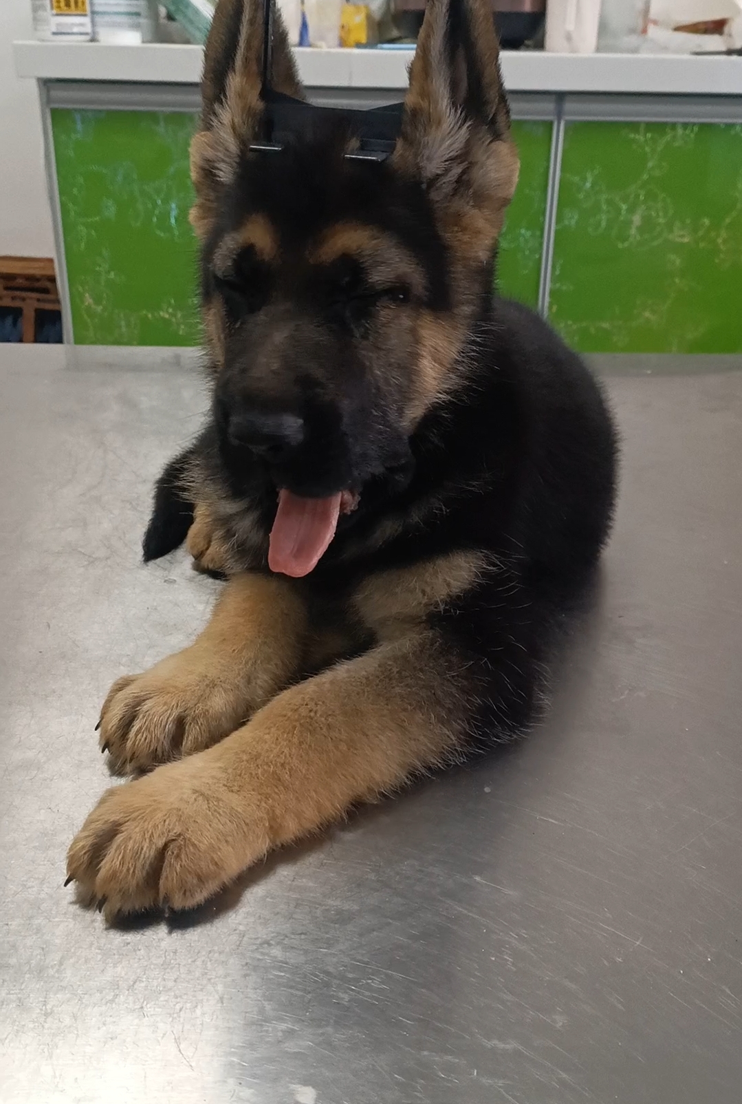 德国牧羊犬
